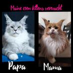 Maine coon kittens met stamboom verwacht (russchiche,shaded, Dieren en Toebehoren, Katten en Kittens | Raskatten | Langhaar, Meerdere dieren