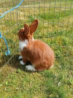 tam Konijn (mannelijk), Dieren en Toebehoren, Konijnen, Vrouwelijk, Middelgroot, 0 tot 2 jaar