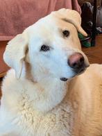 ACE: Zoe-Zoita is een vriendelijke, gekke meid, Particulier, 15 weken tot 1 jaar, Buitenland, Teef