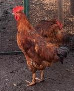 Kippenopvang zoekt goede plek voor deze jonge,  grote haan!, Dieren en Toebehoren, Pluimvee, Mannelijk, Kip