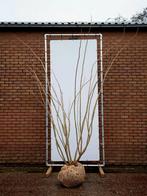 Albizia julibrissin 🌿 meerstam, Tuin en Terras, Planten | Bomen, Ophalen, Volle zon, Overige soorten