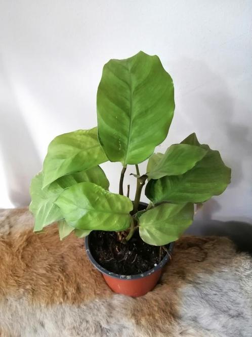 Calathea fusion yellow, Huis en Inrichting, Kamerplanten, Overige soorten, Minder dan 100 cm, Ophalen of Verzenden