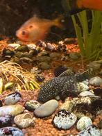 borstelneusmeerval (geslacht Ancistrus), Dieren en Toebehoren, Vis