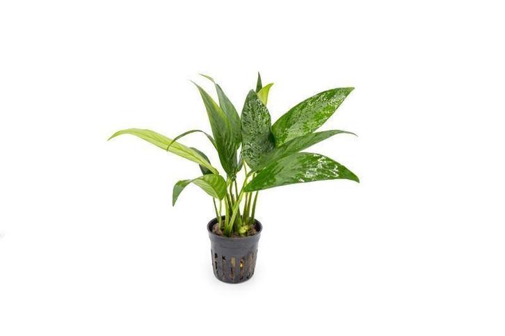 Anubias Congensis Aquariumplant (10 cm), Tuin en Terras, Planten | Tuinplanten, Ophalen of Verzenden