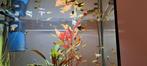Guppen +/- 25 stuks, Dieren en Toebehoren, Vissen | Aquariumvissen, Vis, Zoetwatervis, Schoolvis