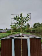 leilaurier, novita, Tuin en Terras, Bloeit niet, Leiboom, 250 tot 400 cm, Ophalen