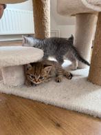 Britse korthaar kittens, Dieren en Toebehoren, Meerdere dieren, Ontwormd, 0 tot 2 jaar