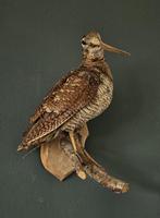 Opgezette Houtsnip zeer mooie, Ophalen of Verzenden, Gebruikt, Vogel, Opgezet dier