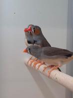 4-1 Timor Zebravink, Dieren en Toebehoren, Vogels | Overige Vogels, Meerdere dieren, Tropenvogel, Geringd