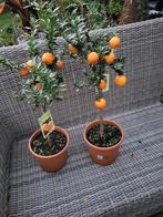 2x citrus myrtifolia, Tuin en Terras, Ophalen, Minder dan 100 cm, Overige soorten, Zomer