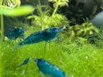 Blue Dream garnalen, Dieren en Toebehoren, Vissen | Aquariumvissen, Kreeft, Krab of Garnaal