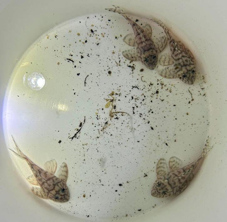 3 x L236 SW, Dieren en Toebehoren, Vissen | Aquariumvissen, Vis