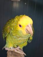 Man Dubbele Geelkop Amazone Fallow met rode ogen, Dieren en Toebehoren, Vogels | Parkieten en Papegaaien, Meerdere dieren, Papegaai