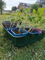 het maak tomaten, Tuin en Terras, Planten | Tuinplanten, Ophalen, Volle zon, Groenteplanten, Eenjarig