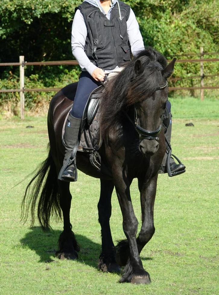 Friese merrie 8 jaar - superbraaf en weer fijn aan het werk, Dieren en Toebehoren, Paarden, Merrie, B, 160 tot 165 cm, 7 tot 10 jaar