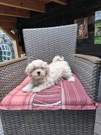 Te koop mooie  kleinblijvende speelse boomer pups, 8 tot 15 weken, Meerdere, Meerdere dieren, Klein