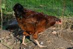 Jonge haan, Rhode Island Red, Red Island, Dieren en Toebehoren, Pluimvee, Mannelijk, Kip