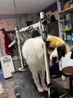 Trimsalon Robbedoes heeft weer plaats!, Trimmen of Verzorging