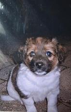 GEZOCHT GEZOCHT! Zo'n pupje/Hondje  als op de foto's., Dieren en Toebehoren, 8 tot 15 weken, Eén hond, Nederland, Particulier