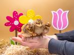 Jonge tamme Bielefelder kuikens gesekst & ingeënt, Dieren en Toebehoren, Pluimvee, Vrouwelijk, Kip