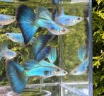 🔵High Quality Blue Singa Blue Tail guppen🔵, Dieren en Toebehoren, Vissen | Aquariumvissen, Vis, Zoetwatervis, Schoolvis