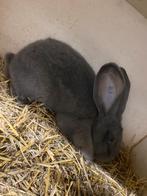 Vlaamse reus blauwgrauw, Dieren en Toebehoren, Konijnen, Vrouwelijk, Groot, 0 tot 2 jaar