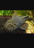 Gezocht algeneters pleco., Dieren en Toebehoren, Vis