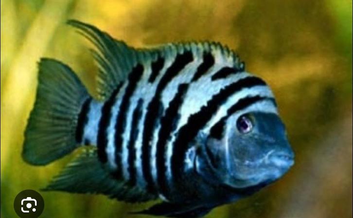 Zebra ciclides, Dieren en Toebehoren, Vissen | Aquariumvissen, Vis