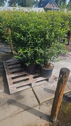 Portugese Laurier Haagplant 100-250cm, Ophalen, Laurier, Haag, 100 tot 250 cm