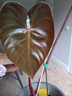 Philodendron lynamii, Huis en Inrichting, Kamerplanten, Ophalen, Overige soorten, Minder dan 100 cm