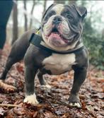 Old English Bulldog dekreu Pacific blue lijnen, Dieren en Toebehoren, Particulier, Rabiës (hondsdolheid), Reu, Buitenland