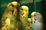 Grasparkieten parkieten parkiet, Meerdere dieren, Parkiet