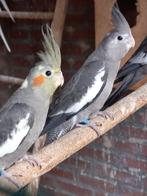 Jonge Valkparkieten, Dieren en Toebehoren, Meerdere dieren, Parkiet