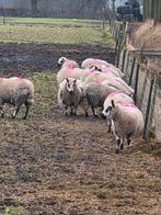 Te koop kerry hills, Vrouwelijk