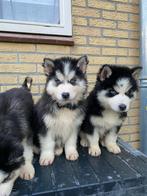 Gezonde Siberische husky pups gechipt, paspoort, ontwormd…, Dieren en Toebehoren, Honden | Dekreuen, CDV (hondenziekte), Particulier