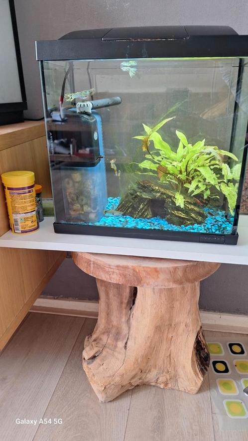 Aquarium superfish start 20 met vissen, Dieren en Toebehoren, Vissen | Aquaria en Toebehoren, Zo goed als nieuw, Leeg aquarium