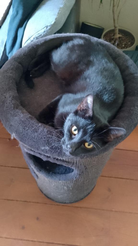 Loki en kruimel, Dieren en Toebehoren, Katten en Kittens | Overige Katten, Kortharig, Poes, 0 tot 2 jaar