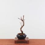 Bonsai Metasequoia 'Watercipres', Tuin en Terras, In pot, Minder dan 100 cm, Overige soorten, Volle zon