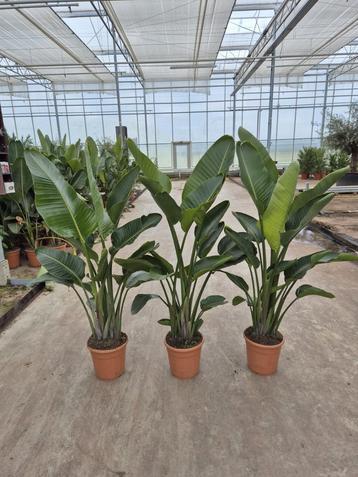 Strelitzia Augusta
1.60mtr  beschikbaar voor biedingen