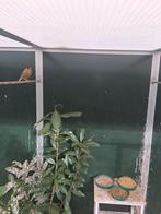 KOPPEL PAGODESPREEUW, Dieren en Toebehoren, Meerdere dieren, Tropenvogel, Geringd