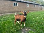 2 mooie dwerggeiten, Dieren en Toebehoren, Schapen, Geiten en Varkens, Vrouwelijk, Geit, 0 tot 2 jaar