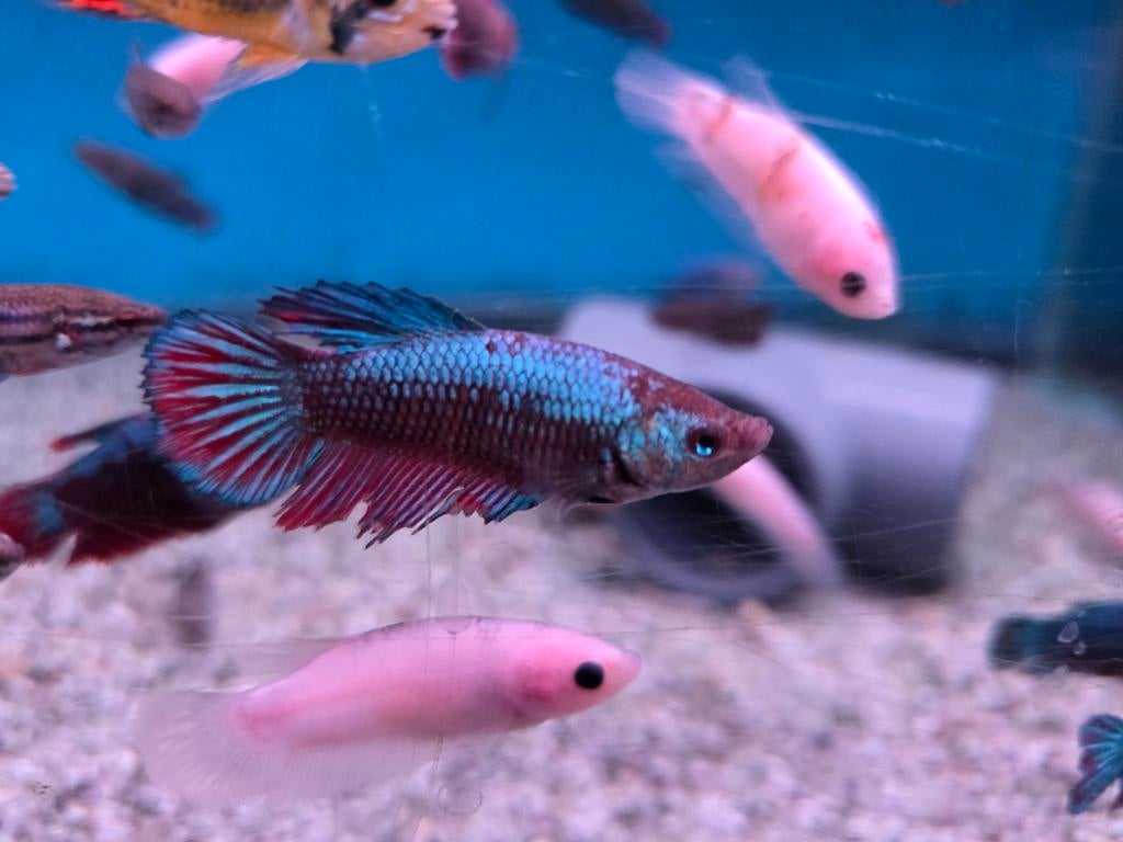 Betta Vrouw Mix – Siamese Kempvis Dames – Betta splendens, Dieren en Toebehoren, Vis, Zoetwatervis