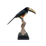 Te koop: prachtige opgezette Arassari, Ophalen of Verzenden, Nieuw, Vogel, Opgezet dier