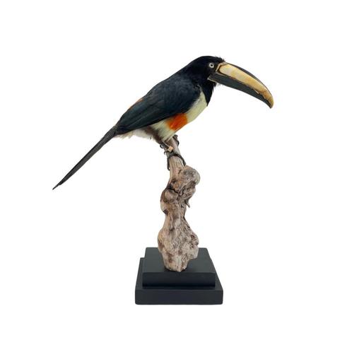 Te koop: prachtige opgezette Arassari, Verzamelen, Dierenverzamelingen, Nieuw, Opgezet dier, Vogel, Ophalen of Verzenden