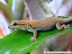 lygodactylus williamsi vrouwtje gezocht, Dieren en Toebehoren, Reptielen en Amfibieën, Amfibie, 0 tot 2 jaar
