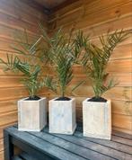 PHOENIX PALM IN STEIGERHOUTBAK, Ophalen, Nieuw, Kunststof, Minder dan 60 cm