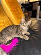 Kruising Britse korthaar kittens, Dieren en Toebehoren, Katten en Kittens | Raskatten | Korthaar, Poes, Ontwormd, 0 tot 2 jaar