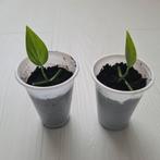 Monstera Subpinnata, Ophalen, Halfschaduw, Minder dan 100 cm, Groene kamerplant