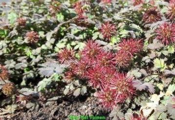 Vasteplant Stekelnootje - Acaena microphylla 'Kupferteppich beschikbaar voor biedingen