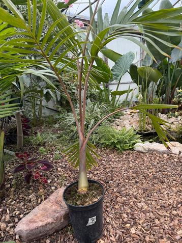 Flessenpalm - Hyophorbe Lagenicaulis beschikbaar voor biedingen
